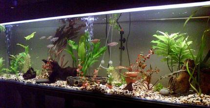 100 gallons planted tank (mostly live plants and fish) - rainbowfish own you