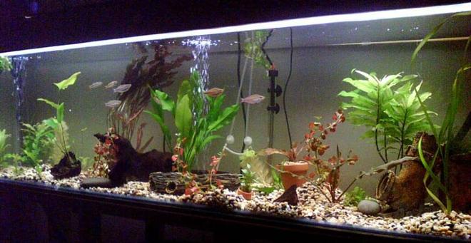 100 gallons planted tank (mostly live plants and fish) - rainbowfish own you