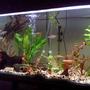 100 gallons planted tank (mostly live plants and fish) - rainbowfish own you