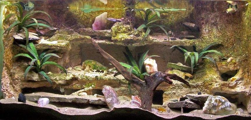 Rated #38: 55 Gallons Freshwater Fish Tank - We moved into a new house and there was an odd wall in the livingroom. I decided that I would build floor to ceiling oak book shelves down that wall so of course a big box of water in the center only made sense.

I had no fish tanks so I had to build or buy everything I needed and it was up and running in a month.

It is in the wall behind my couch and is now a healthy Tanganyikan community tank.