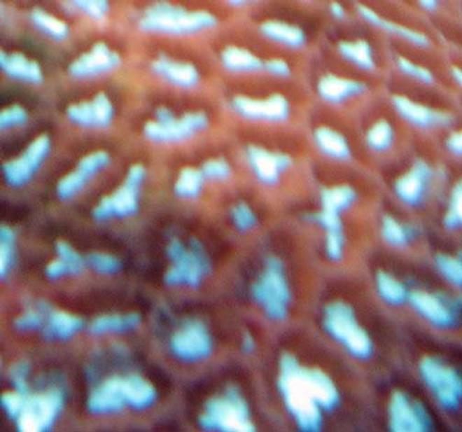 corals inverts - favites sp. - brain coral stocking in 110 gallons tank - Javia Brain