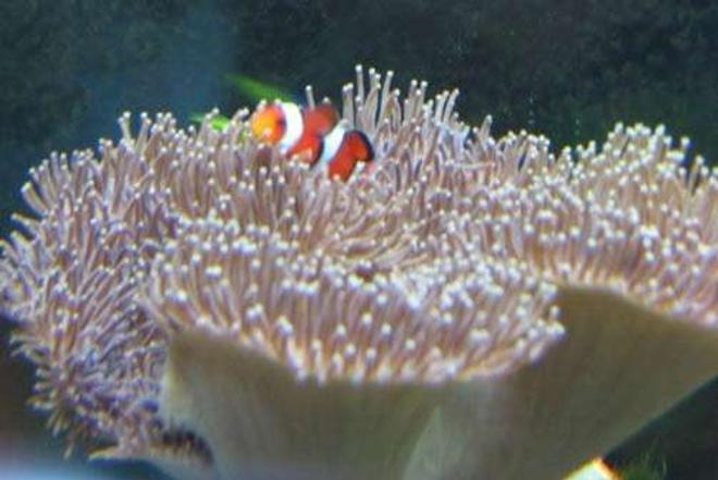 corals inverts - sarcophyton sp. - toadstool mushroom leather coral stocking in 110 gallons tank - Clown in it's umbrella