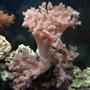 corals inverts - cladiella sp. - cauliflower colt coral stocking in 110 gallons tank - Colt coral, pulsing xenia and anemone