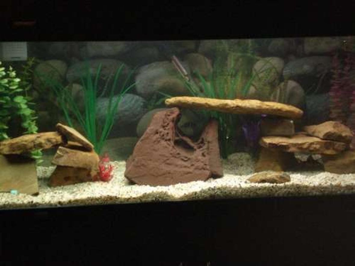 75 gallons freshwater fish tank (mostly fish and non-living decorations) - My community tank