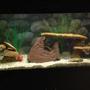 75 gallons freshwater fish tank (mostly fish and non-living decorations) - My community tank