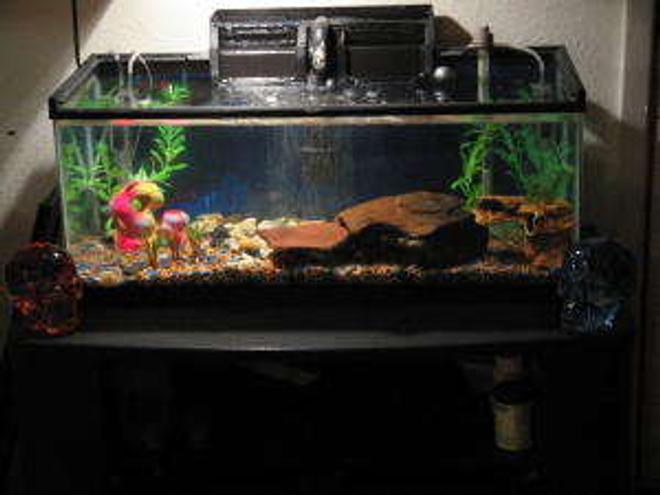 55 gallons freshwater fish tank (mostly fish and non-living decorations) - CURRENT SET UP