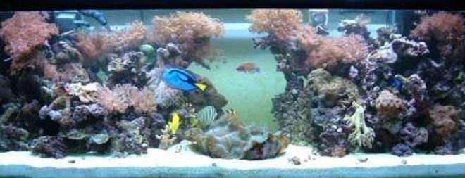 180 gallons reef tank (mostly live coral and fish) - midday