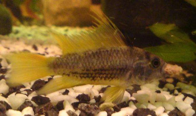 freshwater fish - apistogramma sp. - assorted apistogramma stocking in 15 gallons tank - food time!