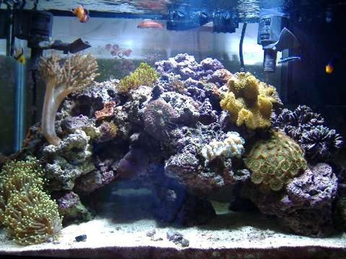 29 gallons reef tank (mostly live coral and fish) - a reef tank