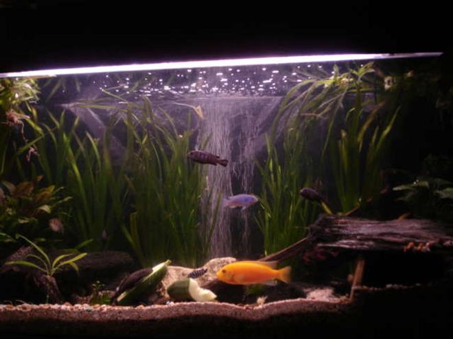 55 gallons freshwater fish tank (mostly fish and non-living decorations) - african cichlid in 55g tank with tetra holding his own.
3 yoyo, pleco 3 oto's.
2 demasoni 3 elongatus chewier red zebra (dady).