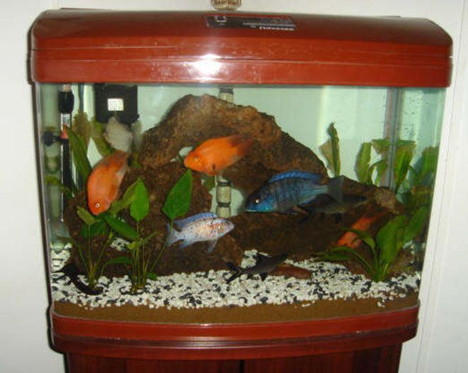 45 gallons freshwater fish tank (mostly fish and non-living decorations) - My 45 gallon bow front freshwater tank.