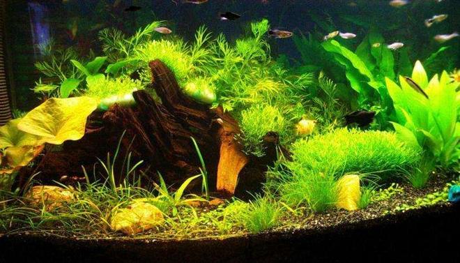 16 gallons planted tank (mostly live plants and fish) - My first planted tank, about 2 months old.