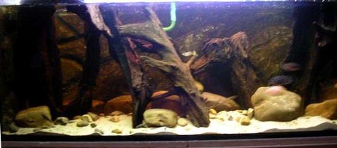 65 gallons freshwater fish tank (mostly fish and non-living decorations) - Convict Special Tank.