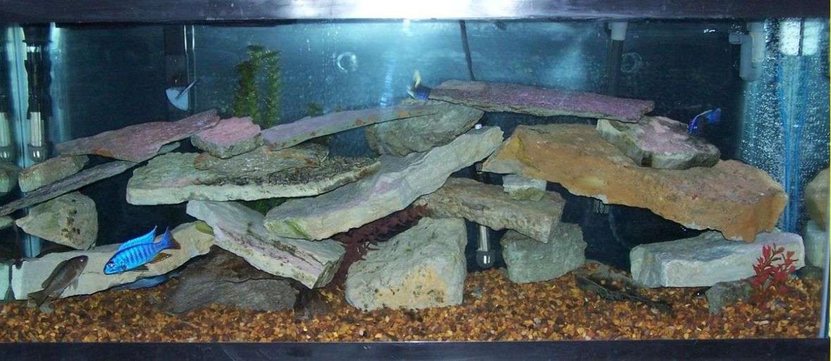 55 gallons freshwater fish tank (mostly fish and non-living decorations) - 55 gallon cichlid tank