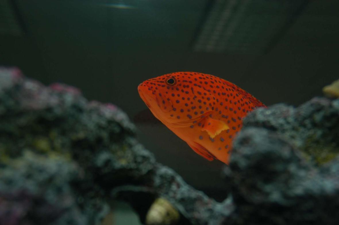 saltwater fish - cephalopholis miniatus - miniatus grouper stocking in 75 gallons tank - Adult strawberry grouper.
