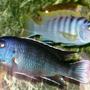 freshwater fish - labidochromis sp. - hongi stocking in 100 gallons tank - Here is a Pseudotropheus acei "Ngara" and a Labridochromis Hongi. My Hongi is the Sith Lord of this realm.