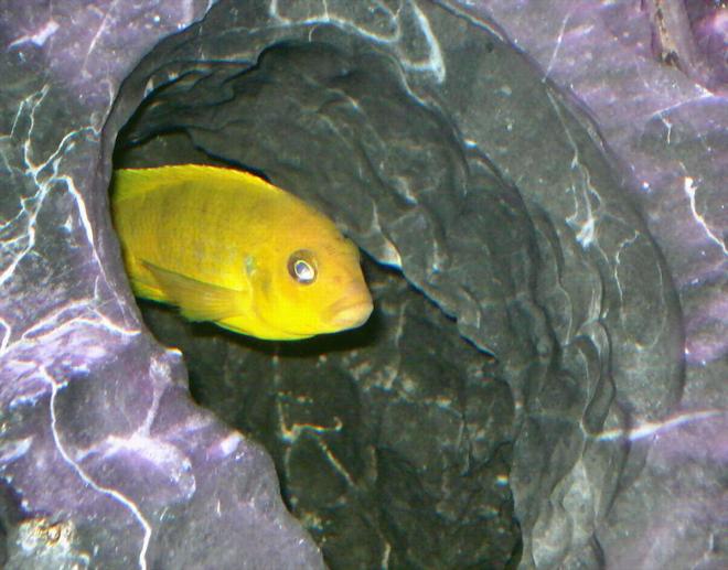 freshwater fish - labidochromis caeruleus - electric yellow cichlid stocking in 100 gallons tank - My Pseudotropheus Daktari hanging out in one of the caves
