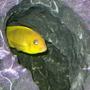 freshwater fish - labidochromis caeruleus - electric yellow cichlid stocking in 100 gallons tank - My Pseudotropheus Daktari hanging out in one of the caves