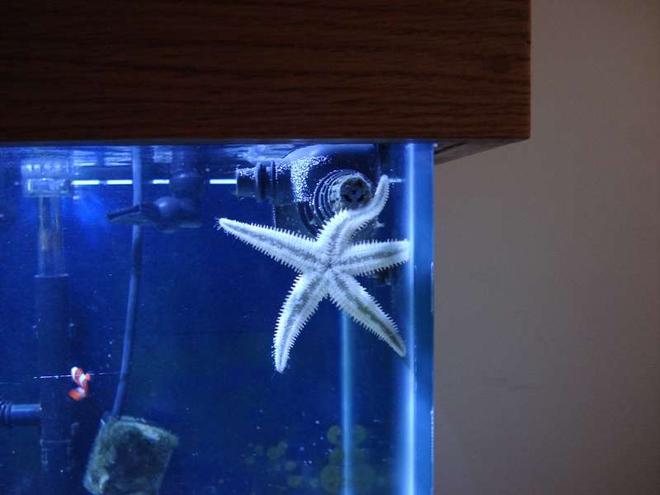 corals inverts - astropecten polycanthus - sand sifting sea star stocking in 75 gallons tank - My Sand sifting sea star