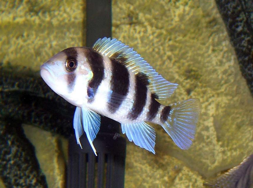 Rated #21: Freshwater Fish - Cyphotilapia Frontosa - Frontosa Cichlid Stocking In 55 Gallons Tank - Young Frontosa with some nice blue in his fins.
