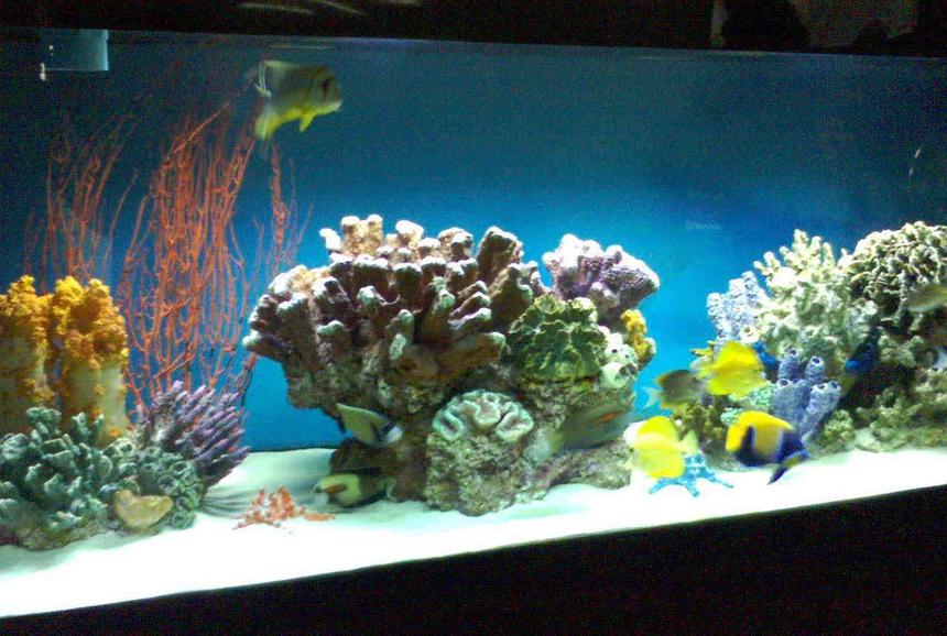 Rated #5: 180 Gallons Saltwater Fish Tank - 180 gallon tank