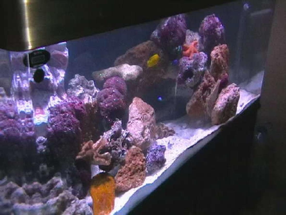 100 gallons saltwater fish tank (mostly fish, little/no live coral) - my tank after 50 days
