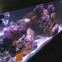 100 gallons saltwater fish tank (mostly fish, little/no live coral) - my tank after 50 days