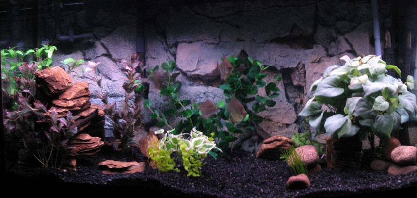 Rated #44: 90 Gallons Freshwater Fish Tank - 90 Gallon Freshwater
Emperor 400 and Rena XP3
250 and 150 watt heaters
Rena air pump