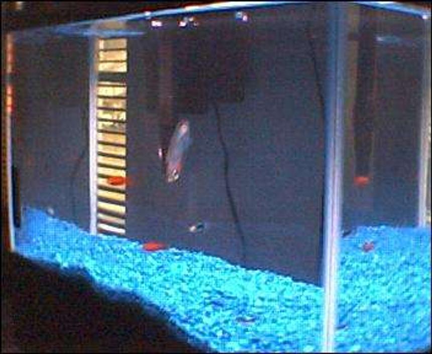 Rated #436: 10 Gallons Freshwater Fish Tank - Here is my new tank. It is 10 gallons, let me know any suggestions you have for it, as it is brand new and I am still pretty new at this.