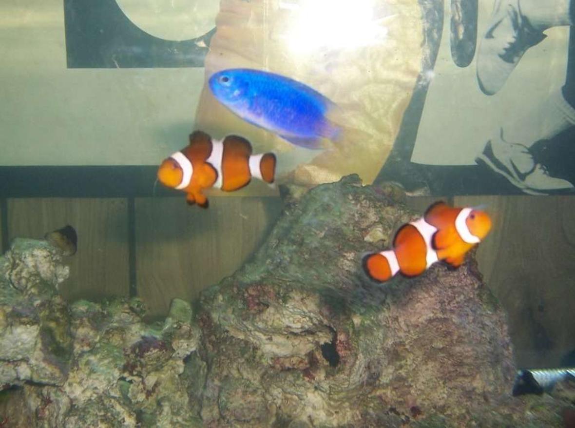 saltwater fish - amphiprion ocellaris - ocellaris clownfish stocking in 75 gallons tank - my clowns and damsel posing together for a picture