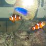 saltwater fish - amphiprion ocellaris - ocellaris clownfish stocking in 75 gallons tank - my clowns and damsel posing together for a picture