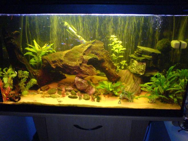 30 gallons planted tank (mostly live plants and fish) - Fluval duo 800 with Fluval 105 external filter and Fluval heater