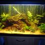 30 gallons planted tank (mostly live plants and fish) - Fluval duo 800 with Fluval 105 external filter and Fluval heater