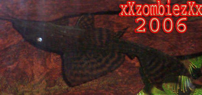 freshwater fish - hypostomus punctatus - common pleco stocking in 55 gallons tank - pleco