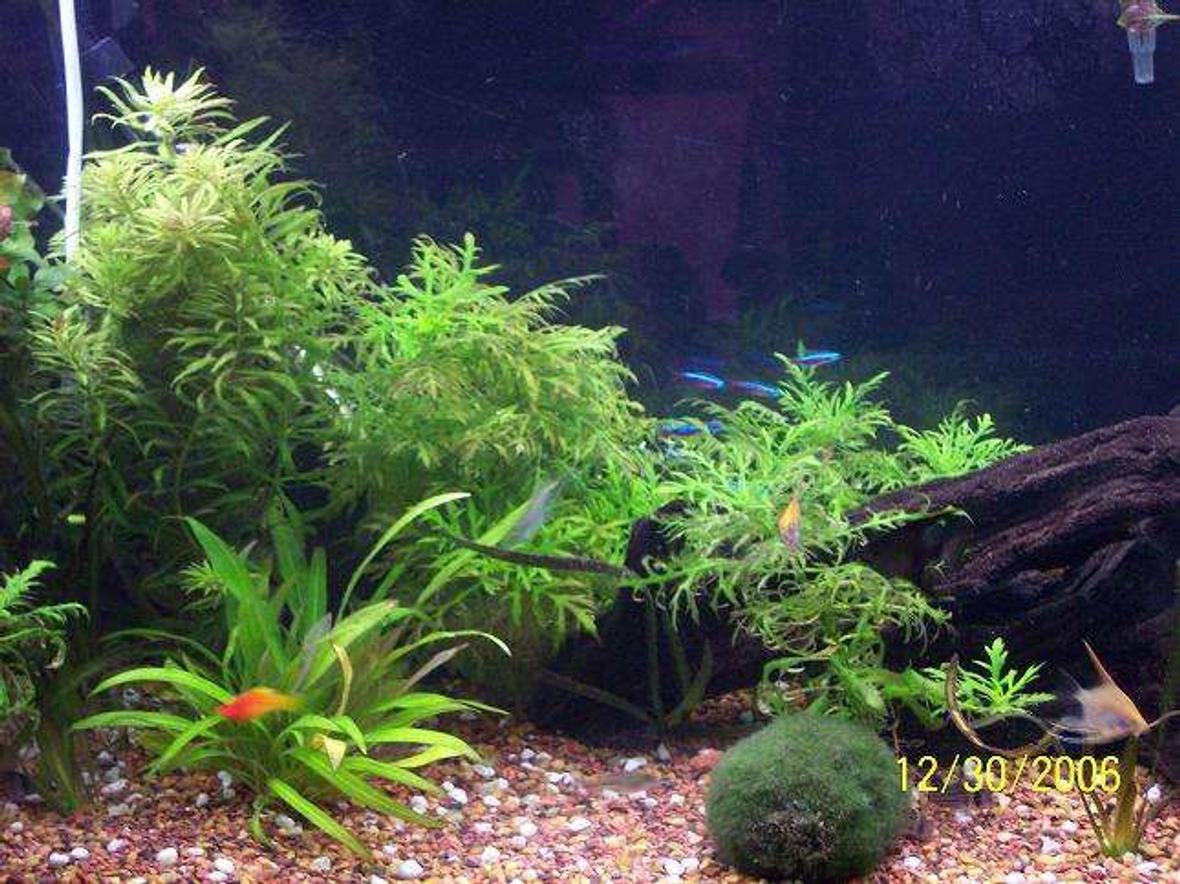 40 gallons planted tank (mostly live plants and fish) - this is a much better picture of the new tank.