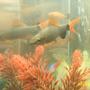 freshwater fish - epalzeorhynchos bicolor - redtail shark stocking in 10 gallons tank - red finned shark