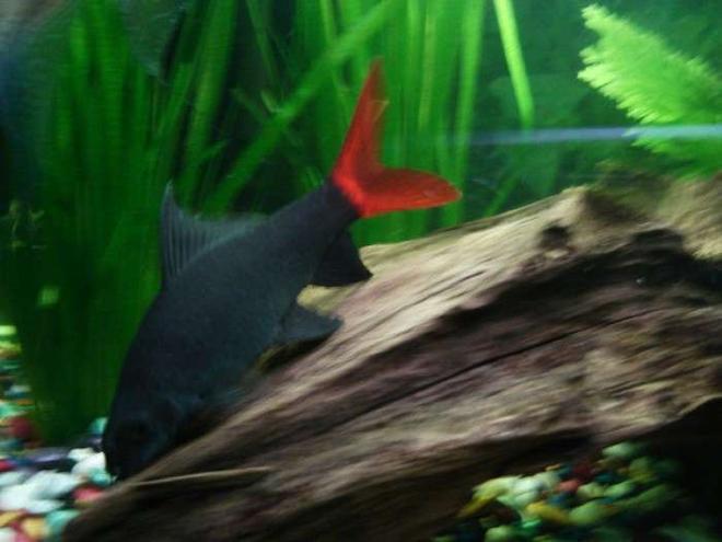 freshwater fish - epalzeorhynchos bicolor - redtail shark stocking in 33 gallons tank - red -tailed shark