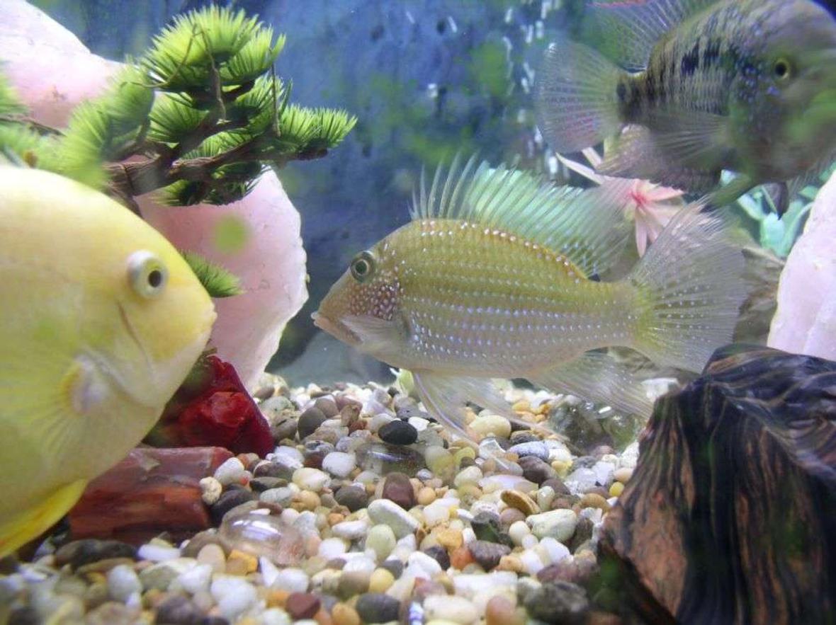 freshwater fish - geophagus jurupari - demon fish stocking in 175 gallons tank - geo jurapari gold sevrum jack dempsey