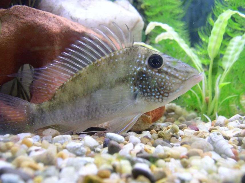 Rated #1140: Freshwater Fish - Geophagus Jurupari - Demon Fish Stocking In 175 Gallons Tank - geo jurapari