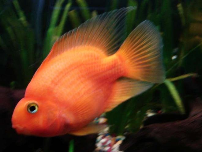 freshwater fish - heros severus x amphilophus citrinellum - blood parrot stocking in 33 gallons tank - very large parrot!!