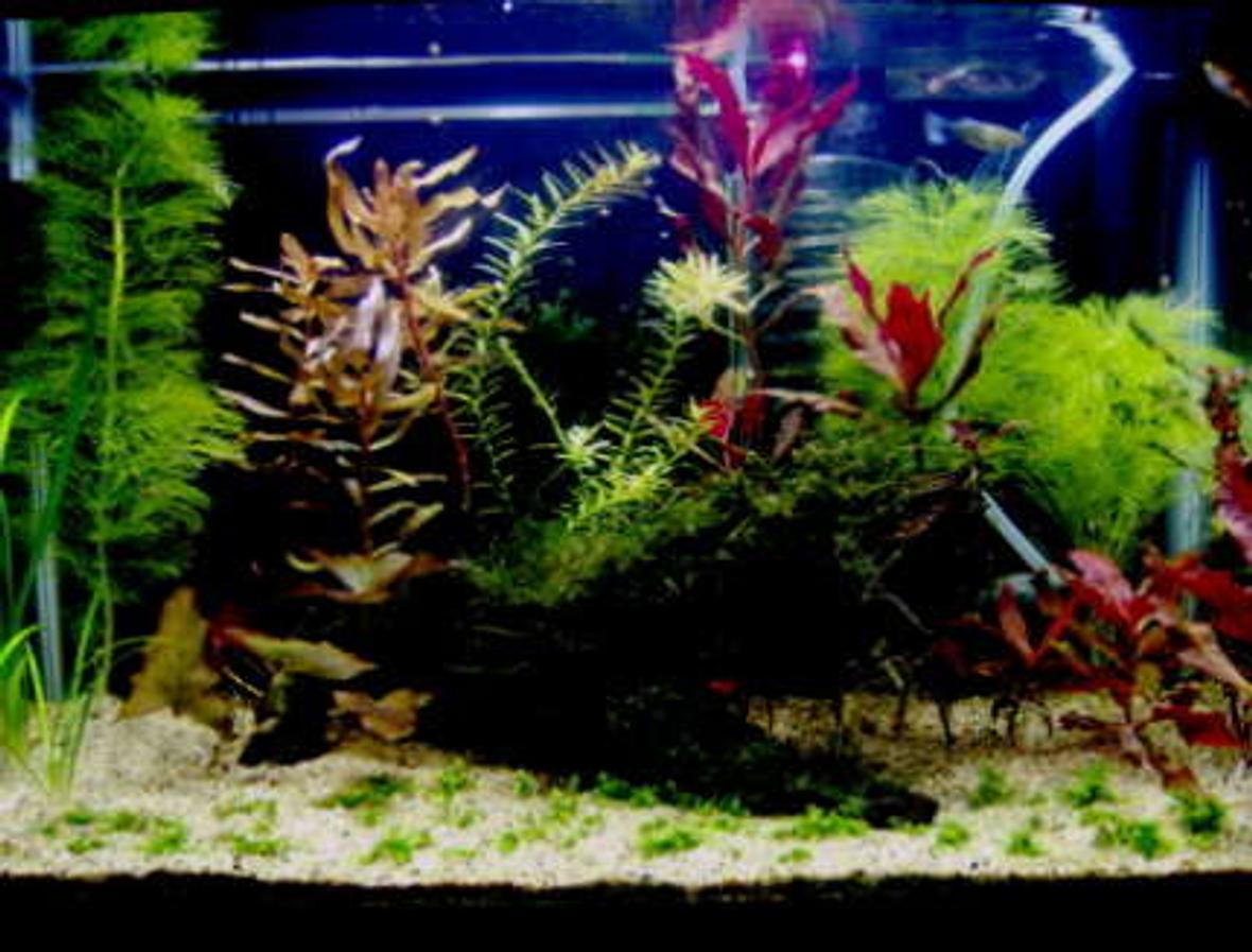 10 gallons planted tank (mostly live plants and fish) - Here is a more recent photo that I promised. The picture that I had on my profile before was a really outdated picture.