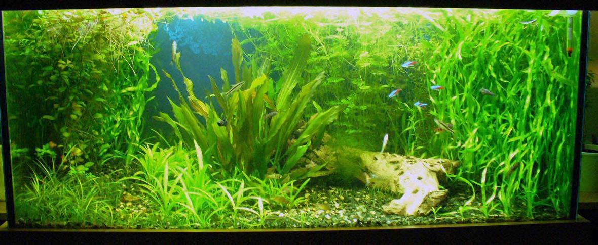 63 gallons planted tank (mostly live plants and fish) - My tank.