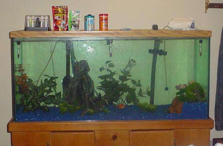 Rated #535: 90 Gallons Freshwater Fish Tank - 90 gallon freshwater aquarium houses 3 happy goldies. Running a Fluval FX5 that pumps about 600 gallons per hour, which is about 300 gph less than what I should have. 2 baskets hold Biomax, and the third holds 2 filter pads from an older, established filter, and 3 water polishing pads. 2 bubble walls keep the oxygen level up, and a regular light gives them the ability to not bump into the sides.