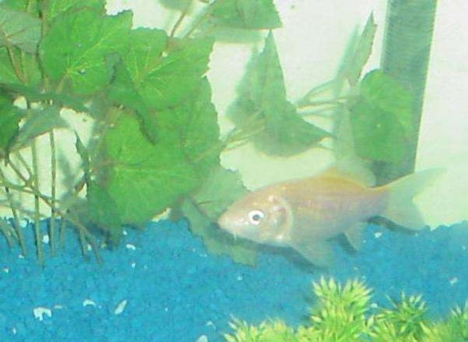 freshwater fish - carassius auratus - goldfish stocking in 90 gallons tank - This is Flint, the consistantly angry looking common. He's a doll, not a demon, I promise!