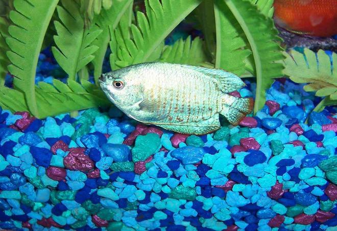 freshwater fish - colisa lalia - neon blue dwarf gourami stocking in 55 gallons tank - dwarf pale blue gourami
