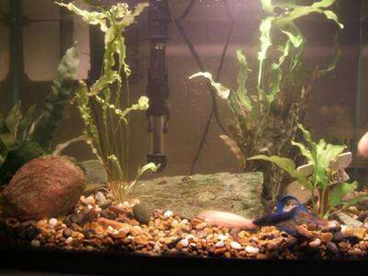 10 gallons freshwater fish tank (mostly fish and non-living decorations) - Real bettas don't live in jars.