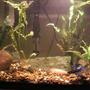 10 gallons freshwater fish tank (mostly fish and non-living decorations) - Real bettas don't live in jars.