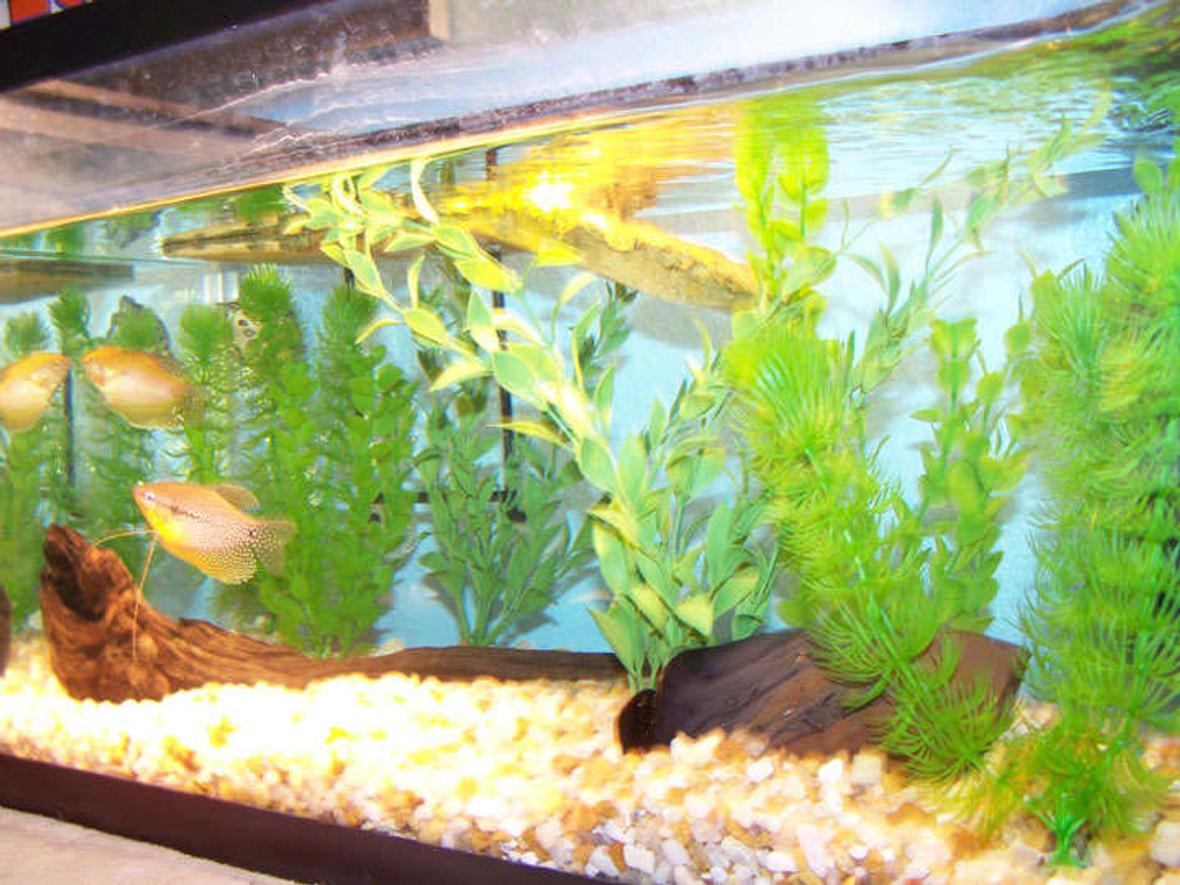 10 gallons freshwater fish tank (mostly fish and non-living decorations) - I have a 10 gallon tank that has a pleco a turtle and 2 gourmies in it. Also there is some driftwood.