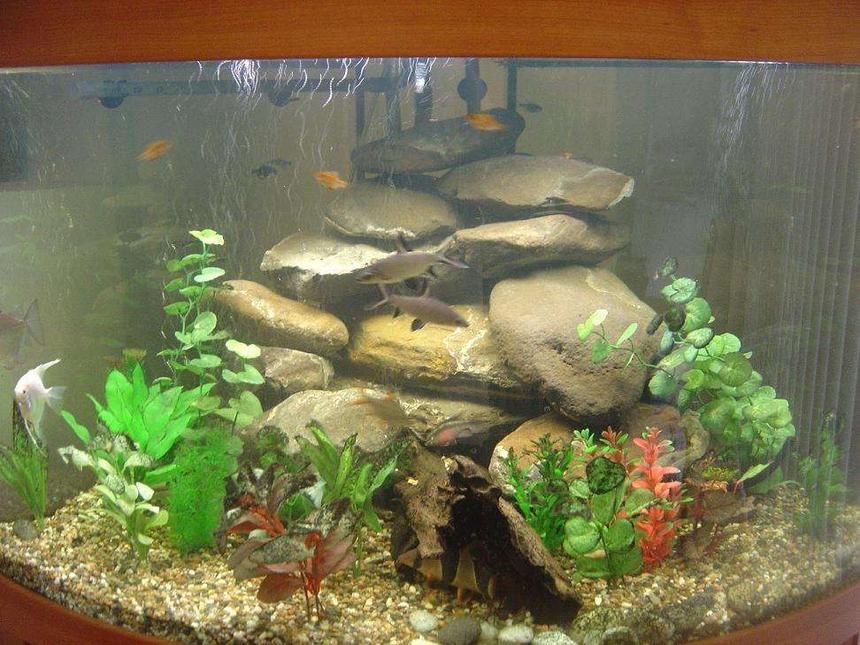 Rated #267: 90 Gallons Freshwater Fish Tank - Corner tank.