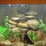 90 gallons freshwater fish tank (mostly fish and non-living decorations) - Corner tank.